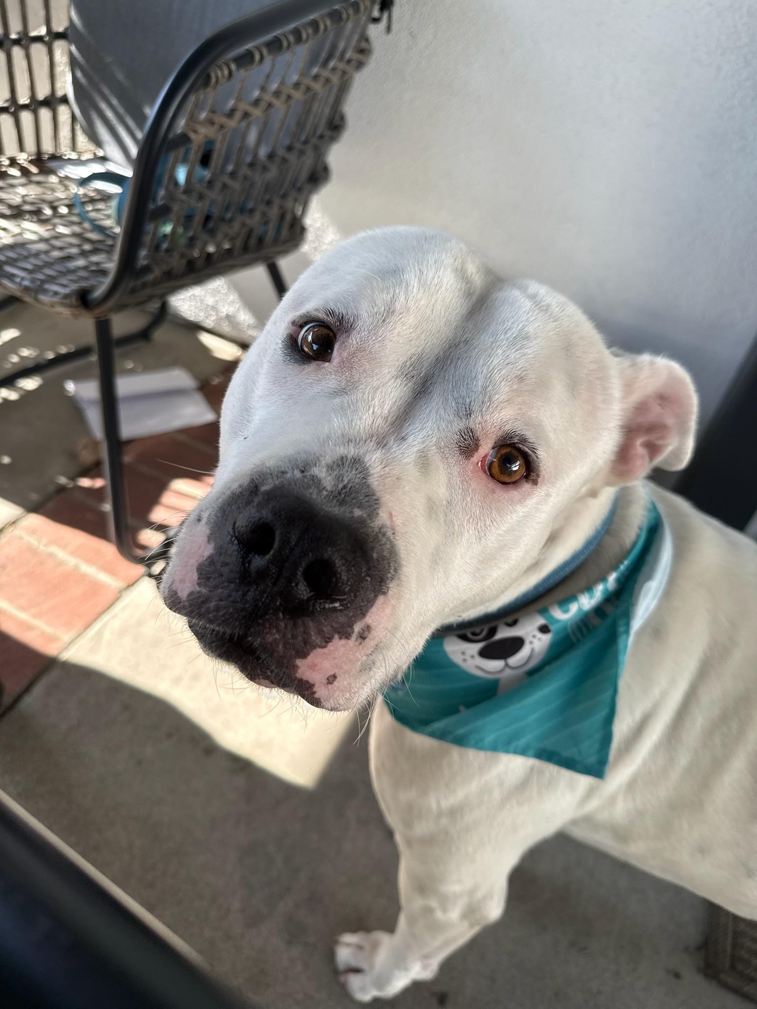 Enlarge Charlie, a Adoptable mixed breed in Los Angeles , CA image 1/6