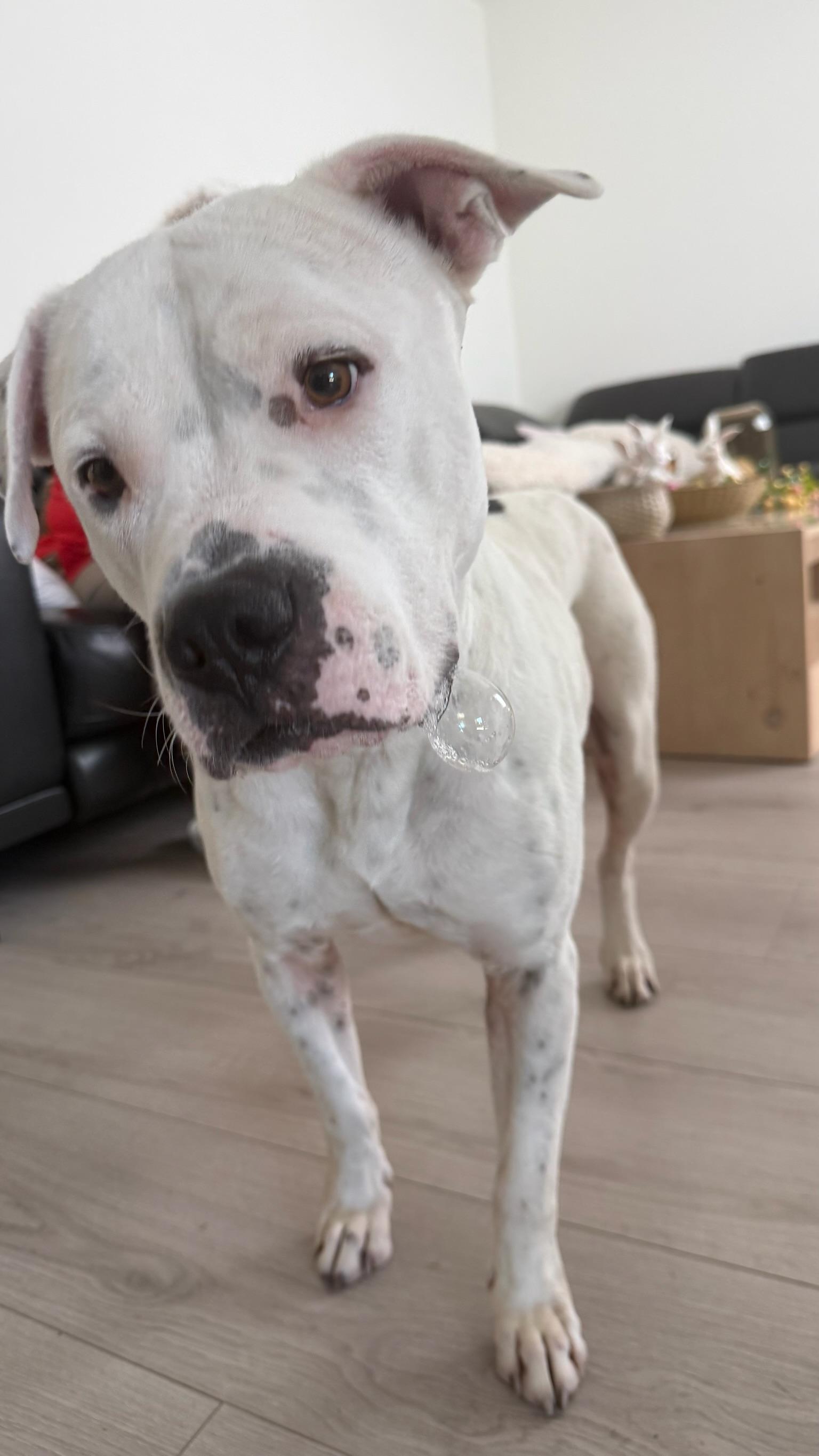 Enlarge Charlie, a Adoptable mixed breed in Los Angeles , CA image 3/6
