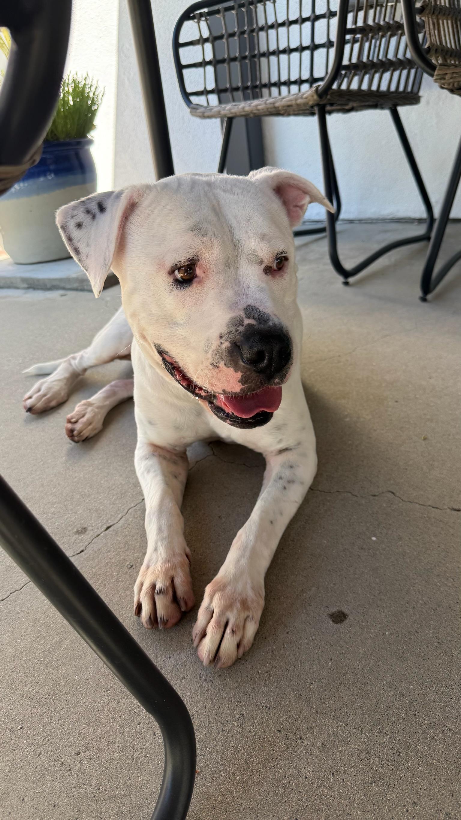 Enlarge Charlie, a Adoptable mixed breed in Los Angeles , CA image 2/6