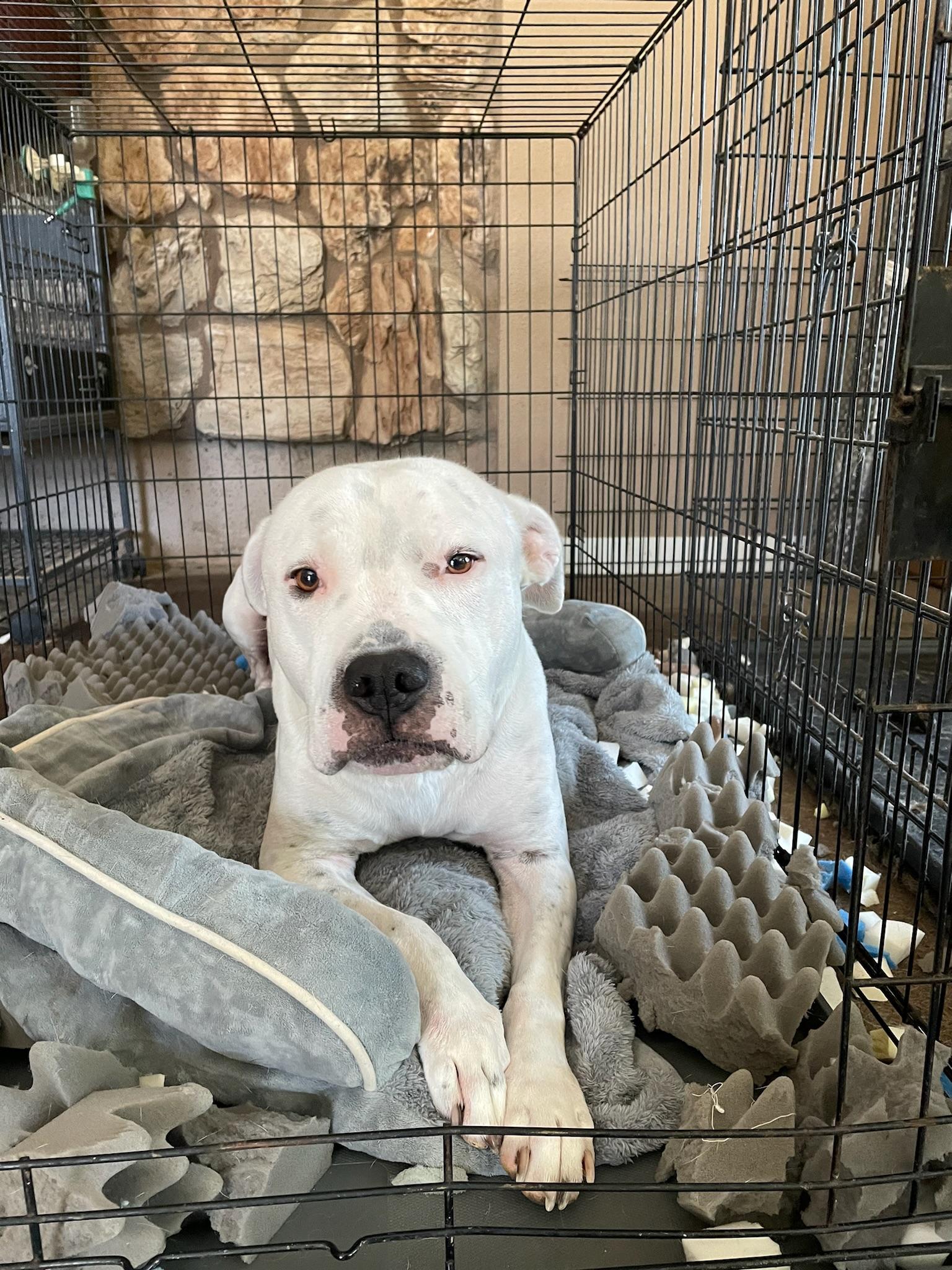 Enlarge Charlie, a Adoptable mixed breed in Los Angeles , CA image 6/6