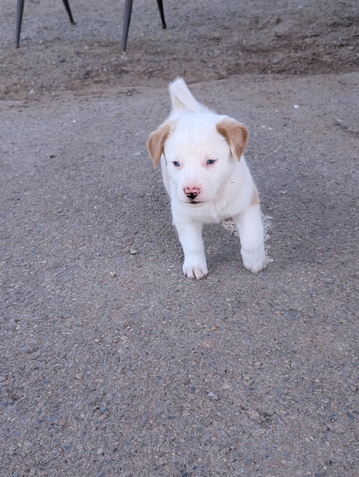 Cedar, adopted, Puppy Male Mixed Breed.