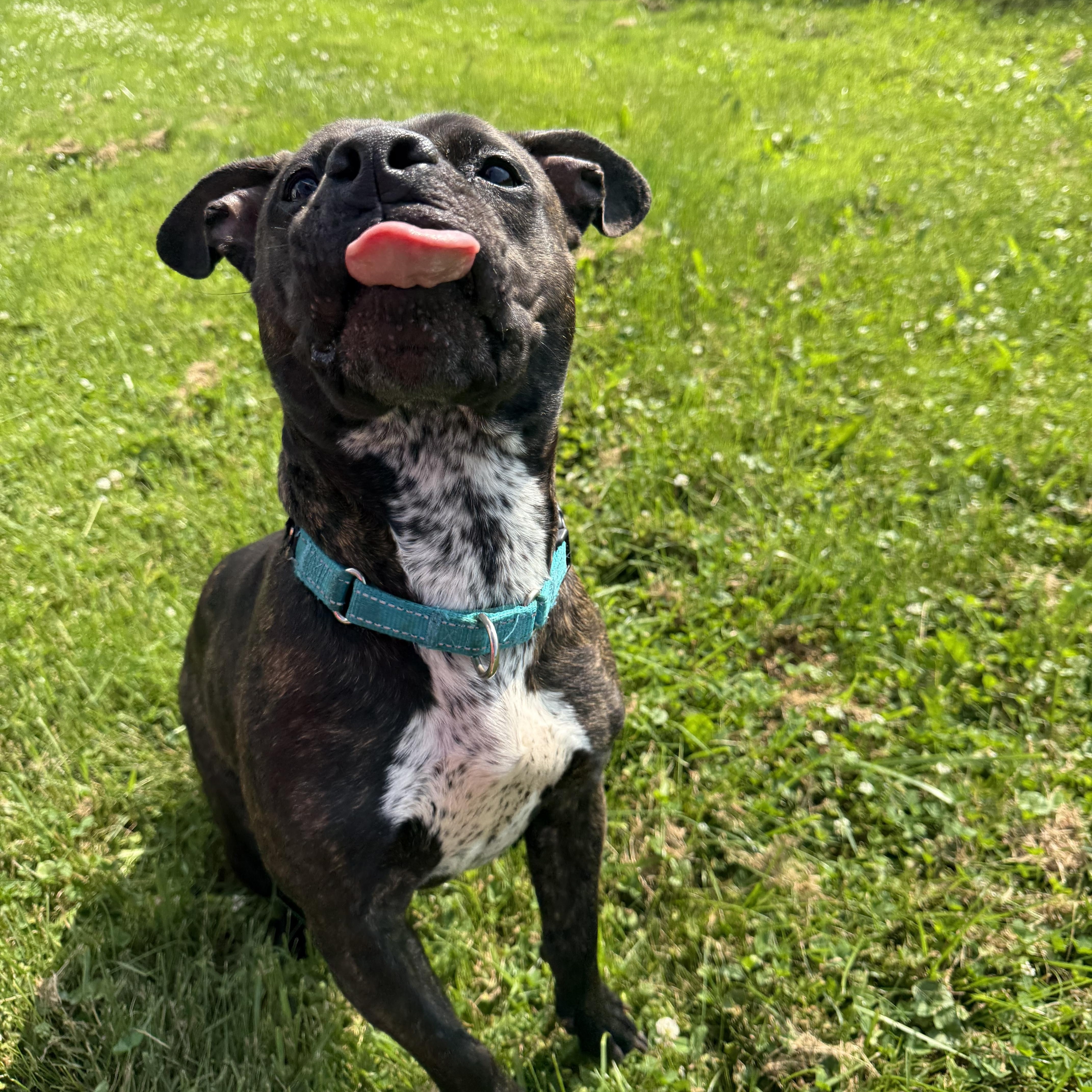 Enlarge Dignity, a Adoptable mixed breed in Hilton, NY image 2/6