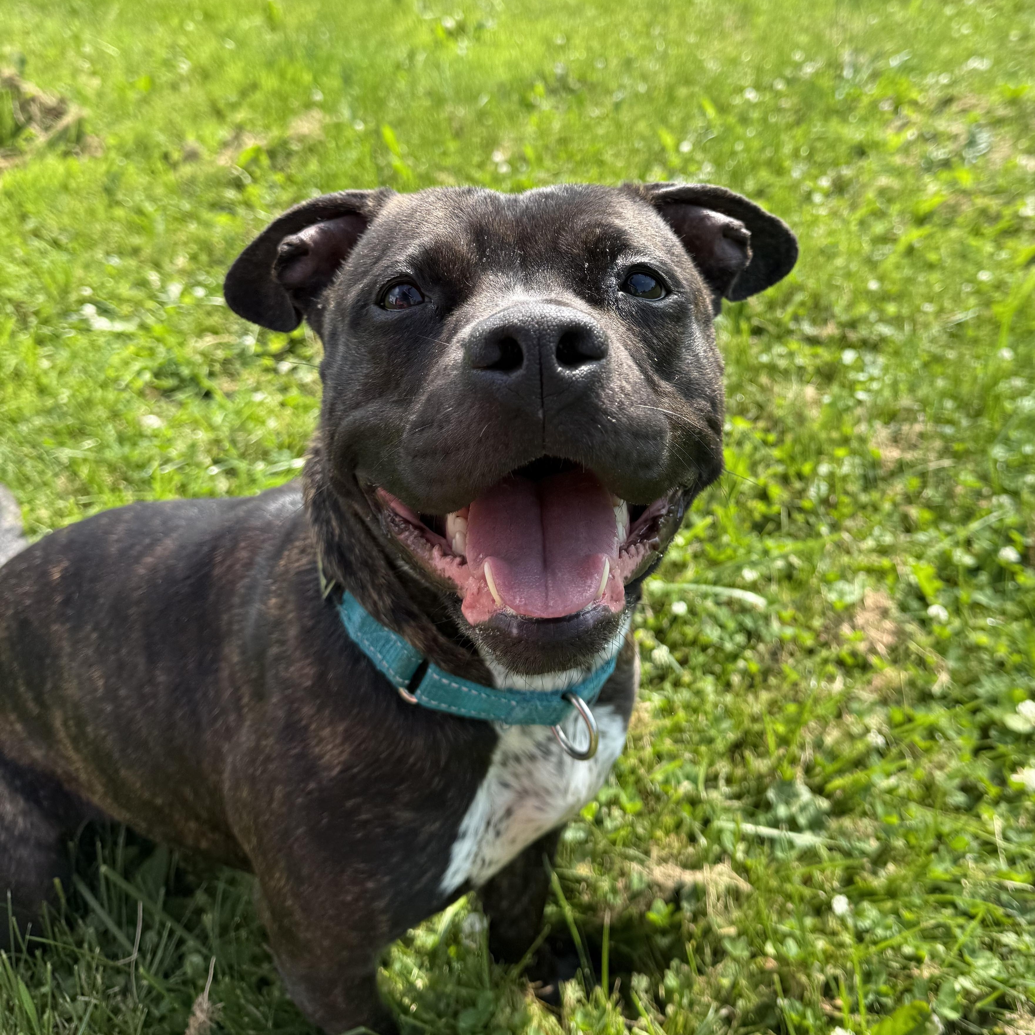 Enlarge Dignity, a Adoptable mixed breed in Hilton, NY image 4/6