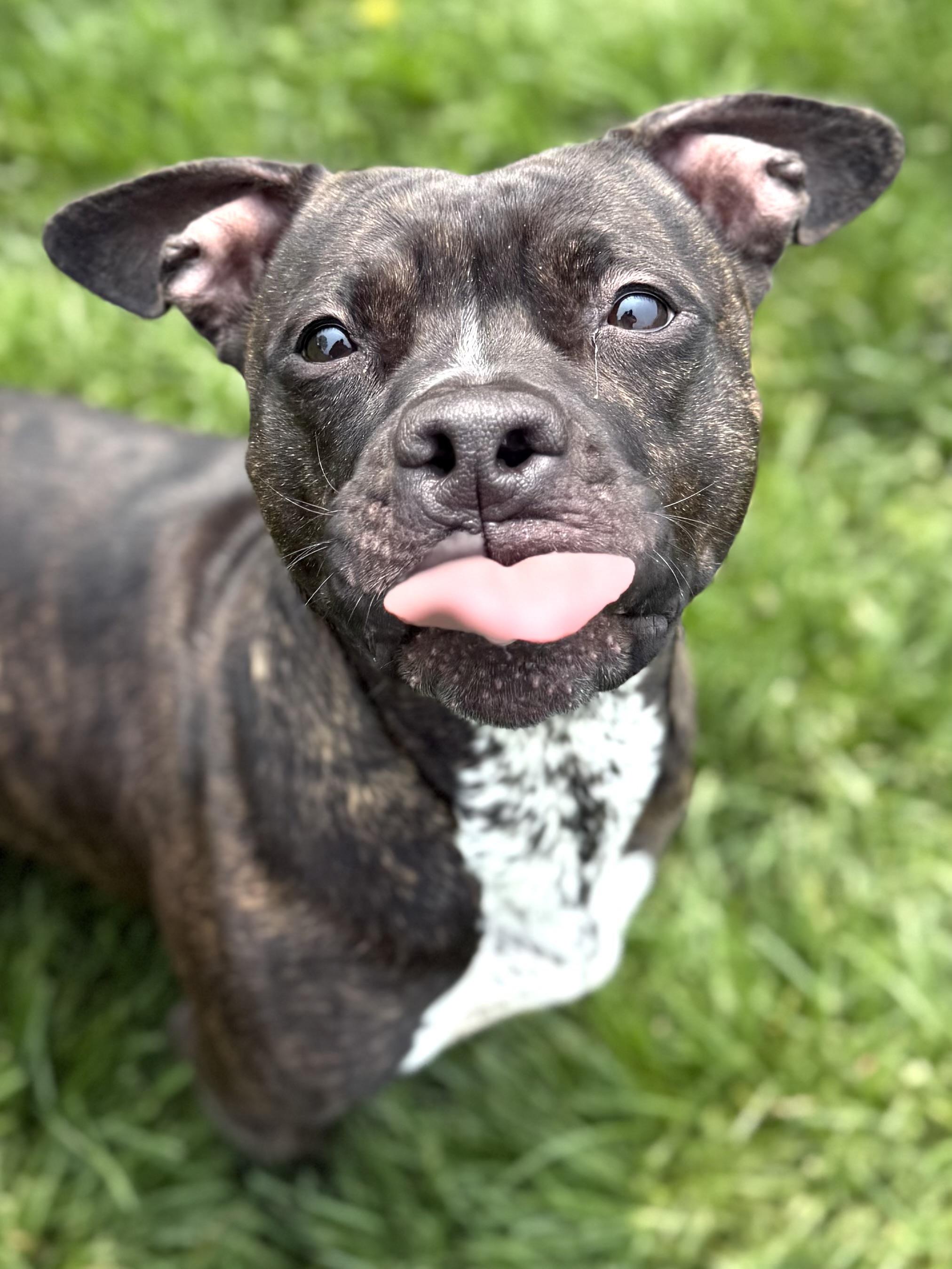 Enlarge Dignity, a Adoptable mixed breed in Hilton, NY image 5/6