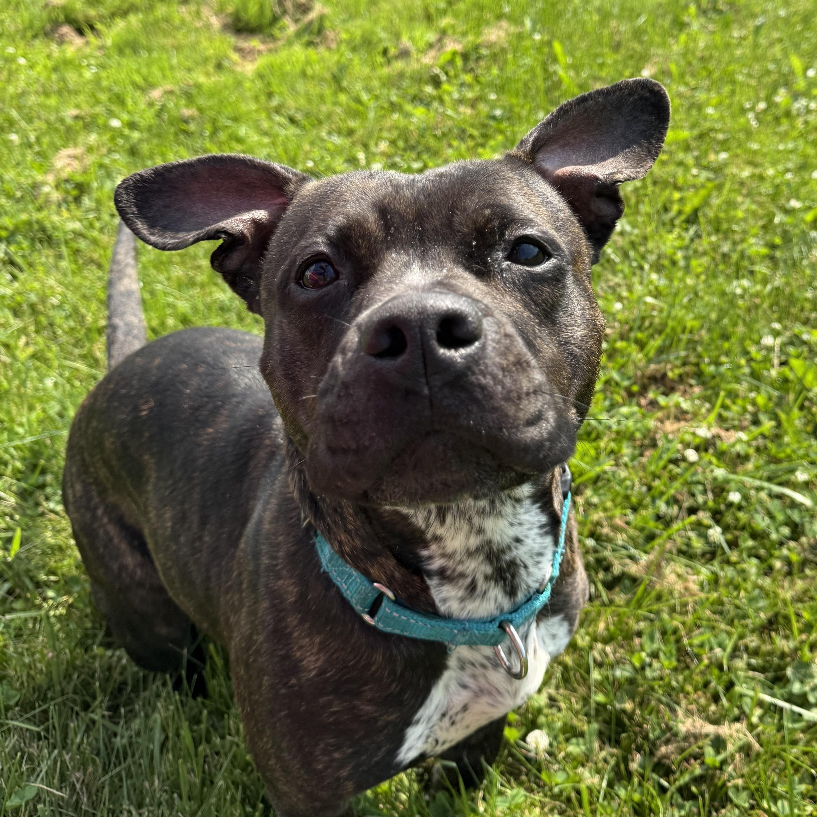 Dignity, Adoptable, Adult Female Pit Bull Terrier.