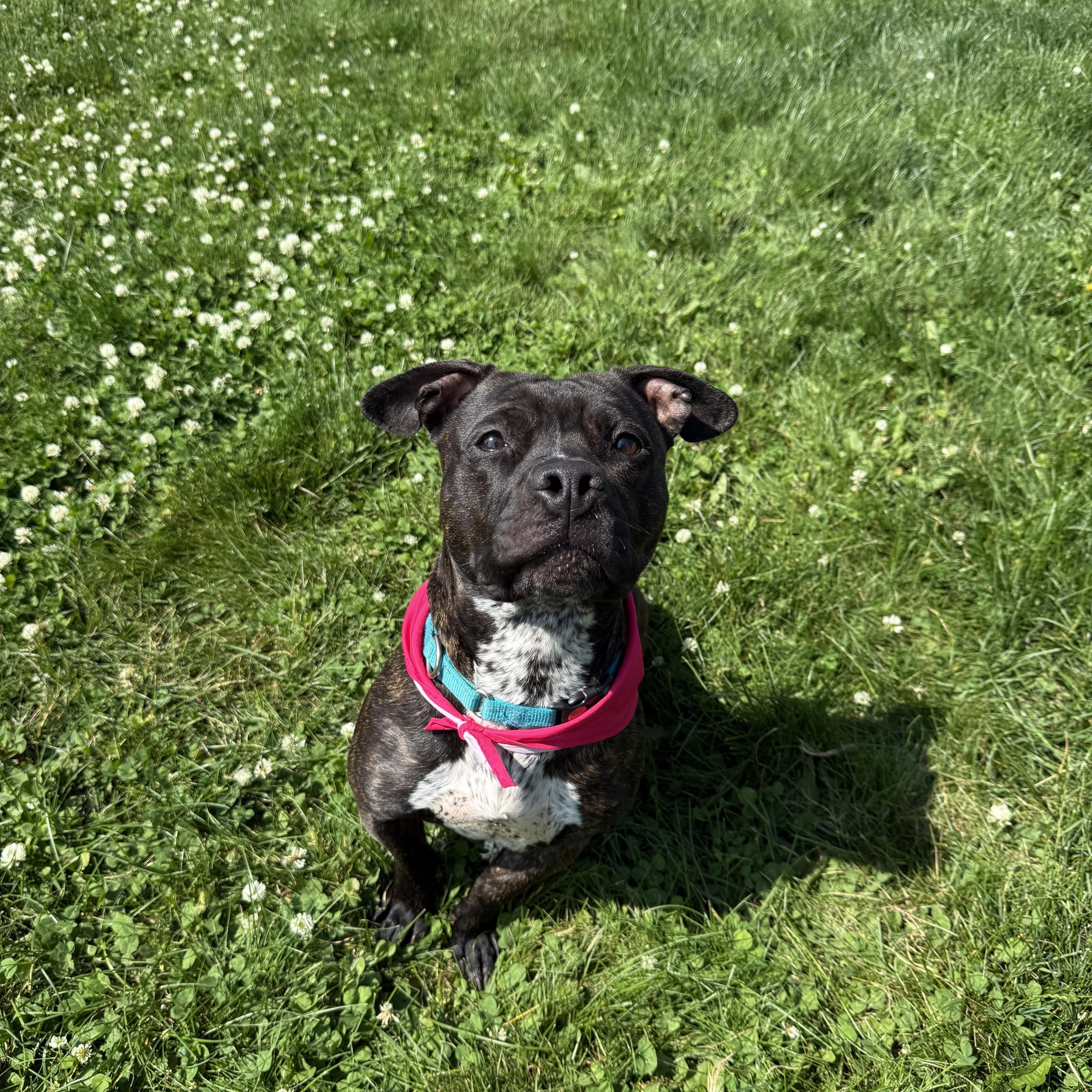 Enlarge Dignity, a Adoptable mixed breed in Hilton, NY image 3/6