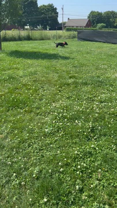 Enlarge Dignity, a Adoptable mixed breed in Hilton, NY video 6/6