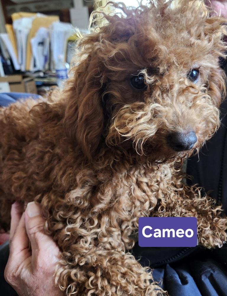 Cameo, Adoptable, Puppy Female Cavalier King Charles Spaniel & Poodle.