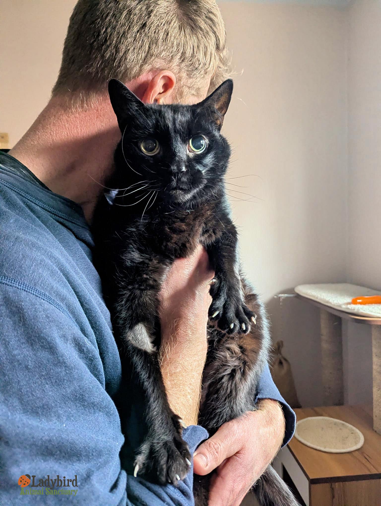 Enlarge Ilex, a ADOPTABLE Domestic Short Hair in Hamilton, ON image 3/6