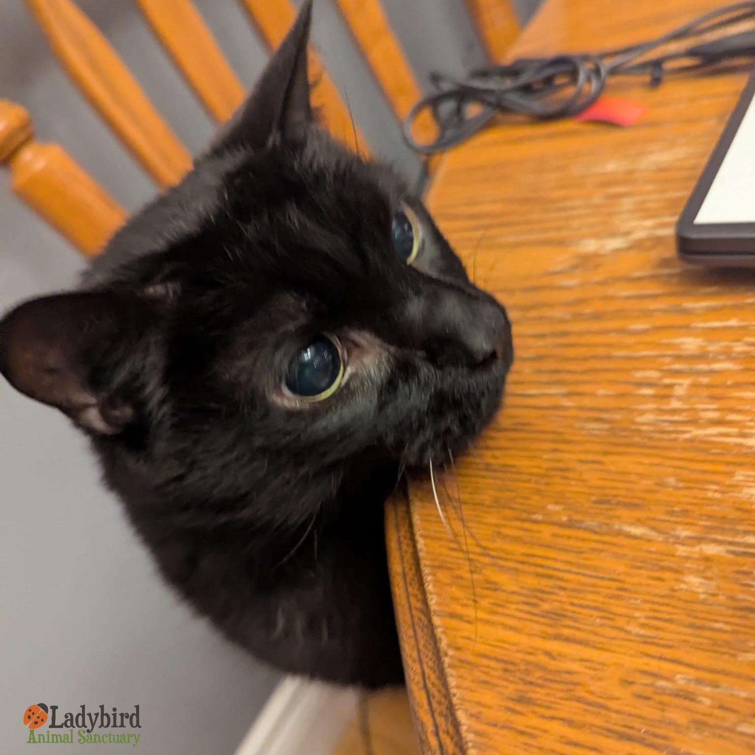 Enlarge Ilex, a ADOPTABLE Domestic Short Hair in Hamilton, ON image 4/6