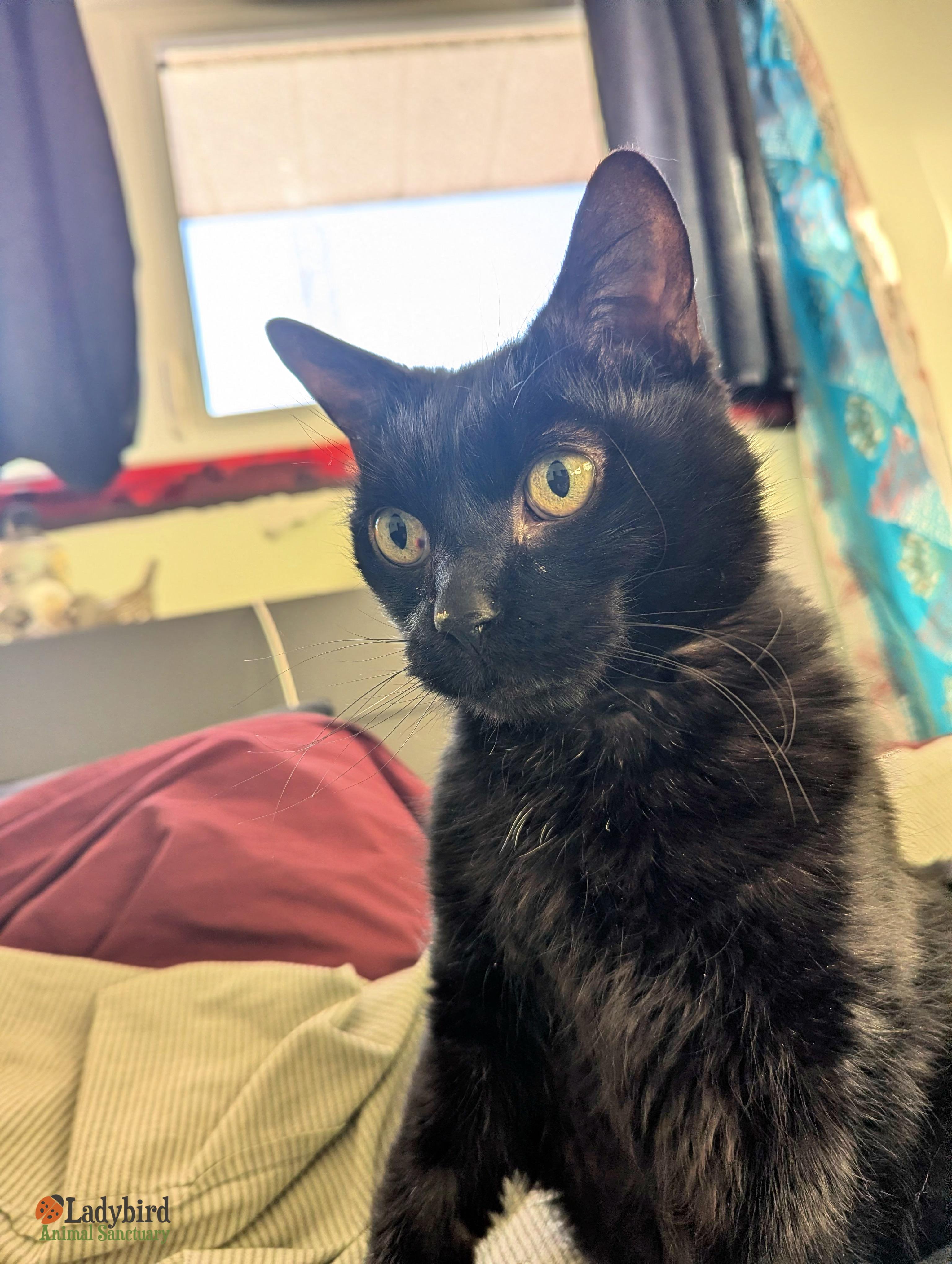 Enlarge Ilex, a ADOPTABLE Domestic Short Hair in Hamilton, ON image 5/6