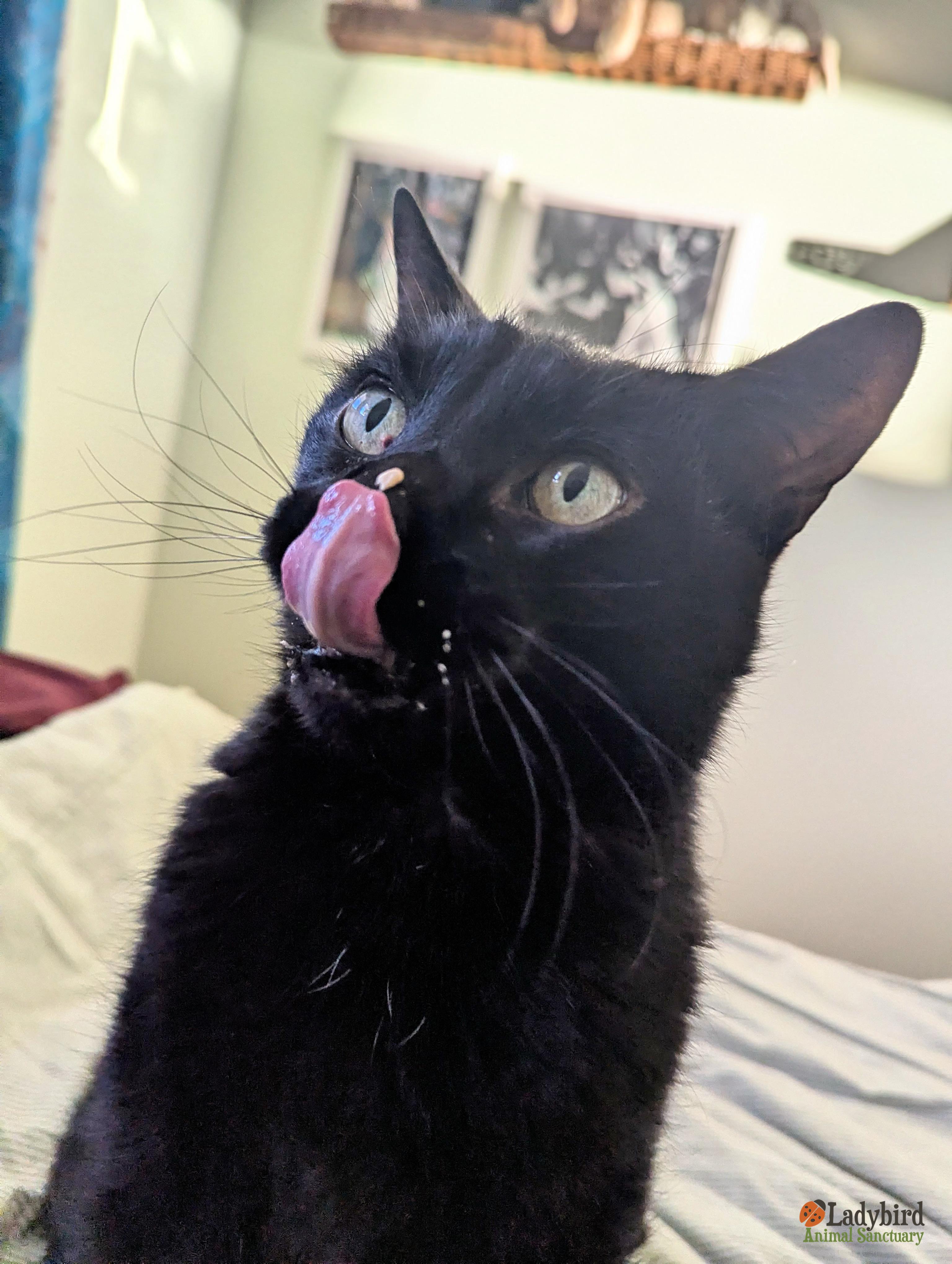 Enlarge Ilex, a ADOPTABLE Domestic Short Hair in Hamilton, ON image 1/6