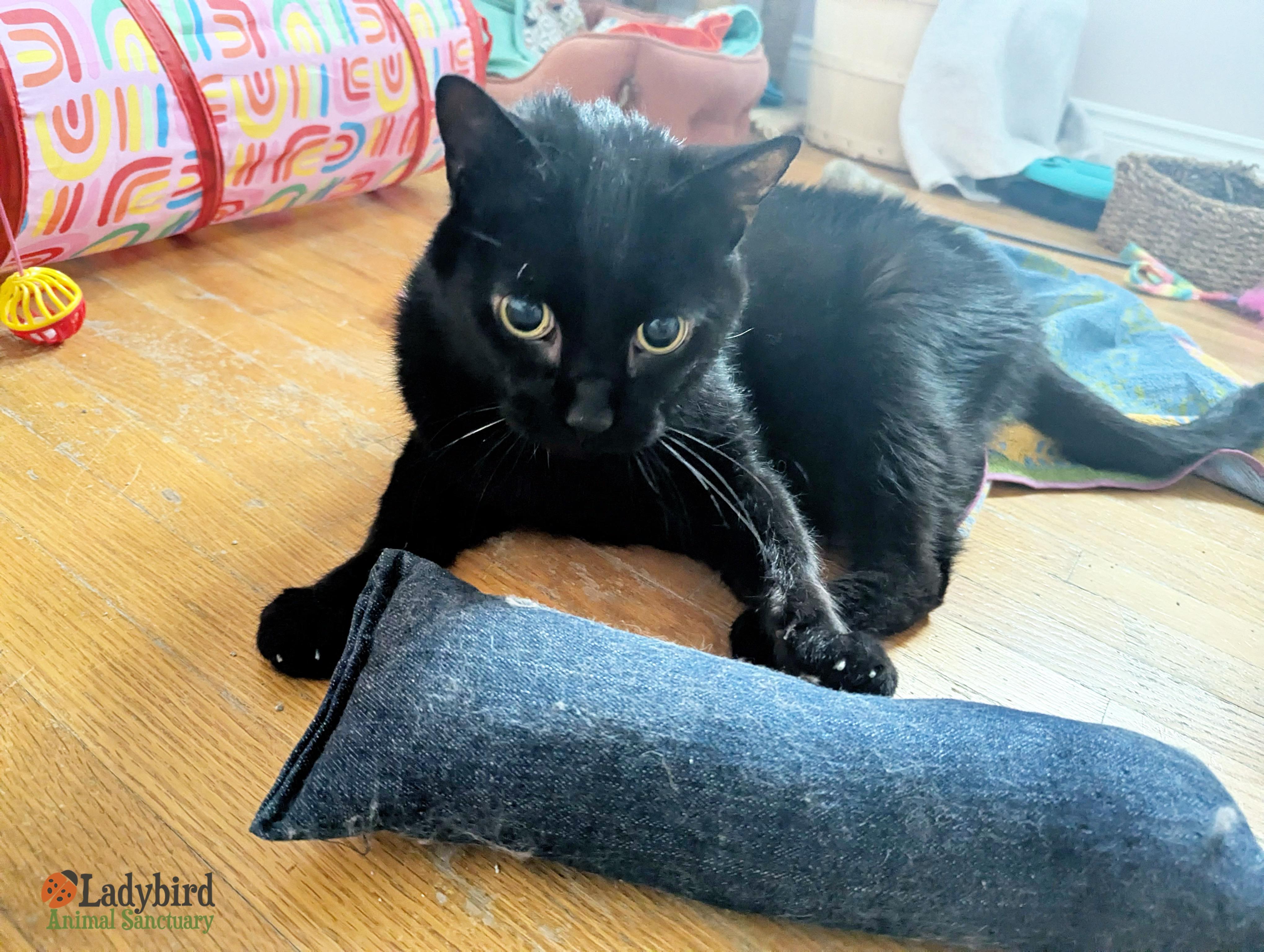 Enlarge Ilex, a ADOPTABLE Domestic Short Hair in Hamilton, ON image 6/6