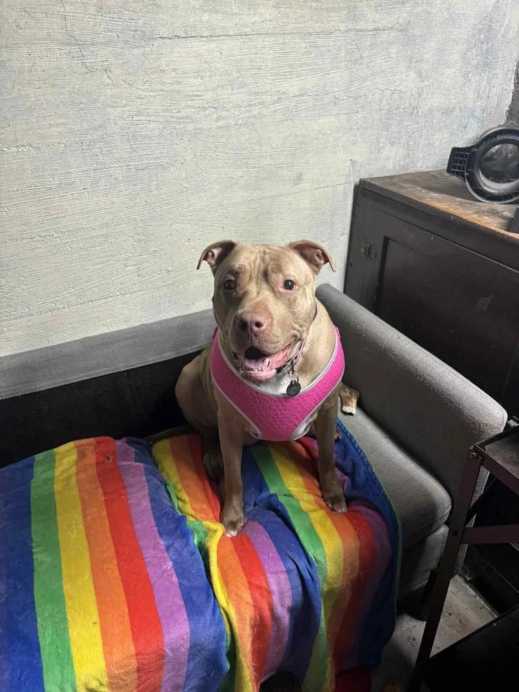 Cheeks, a Adoptable Mixed Breed in De Pere, WI image 3/3