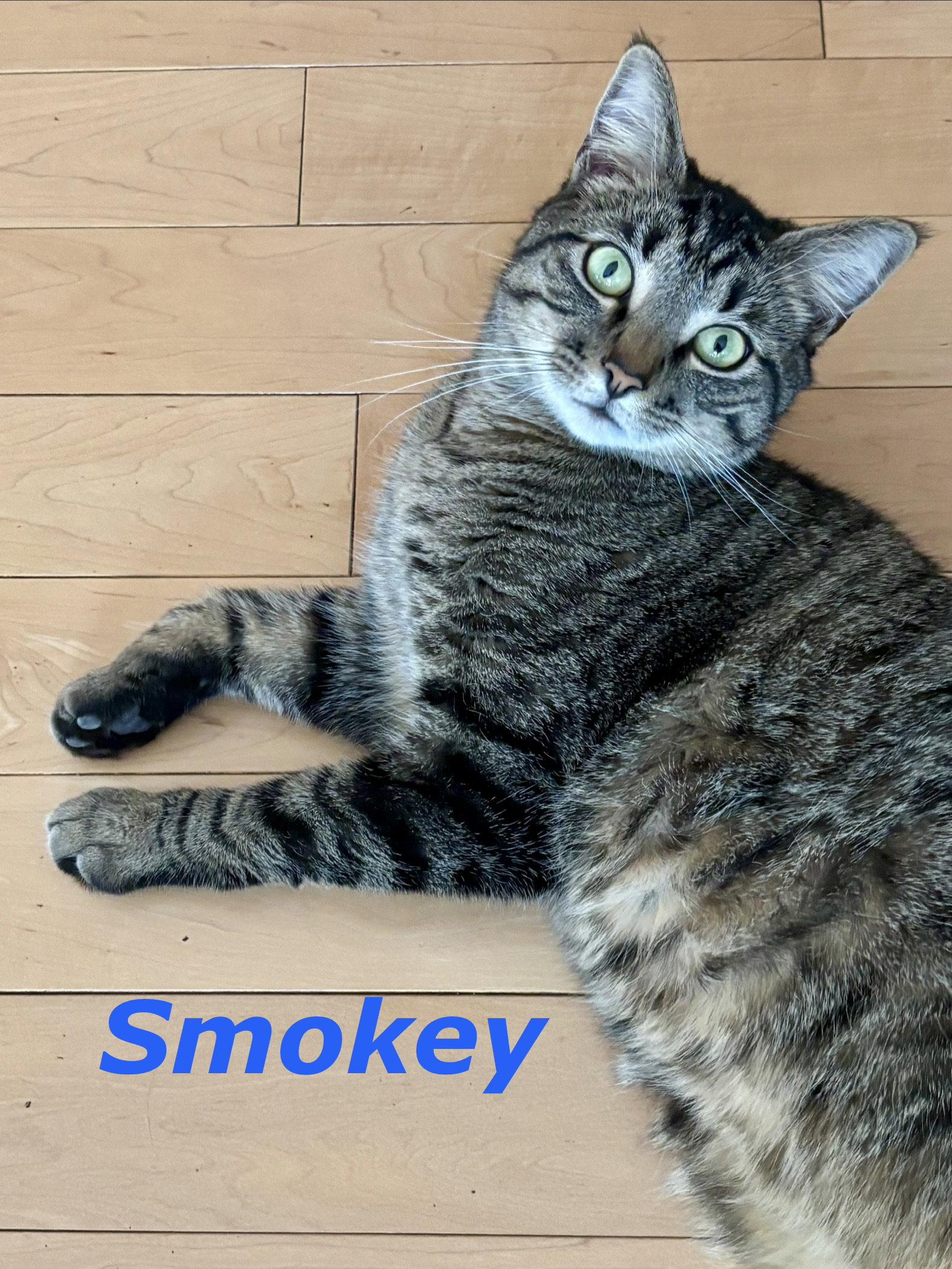 Smokey (Bonded with Ollie), Adoptable, Adult Male Domestic Short Hair.