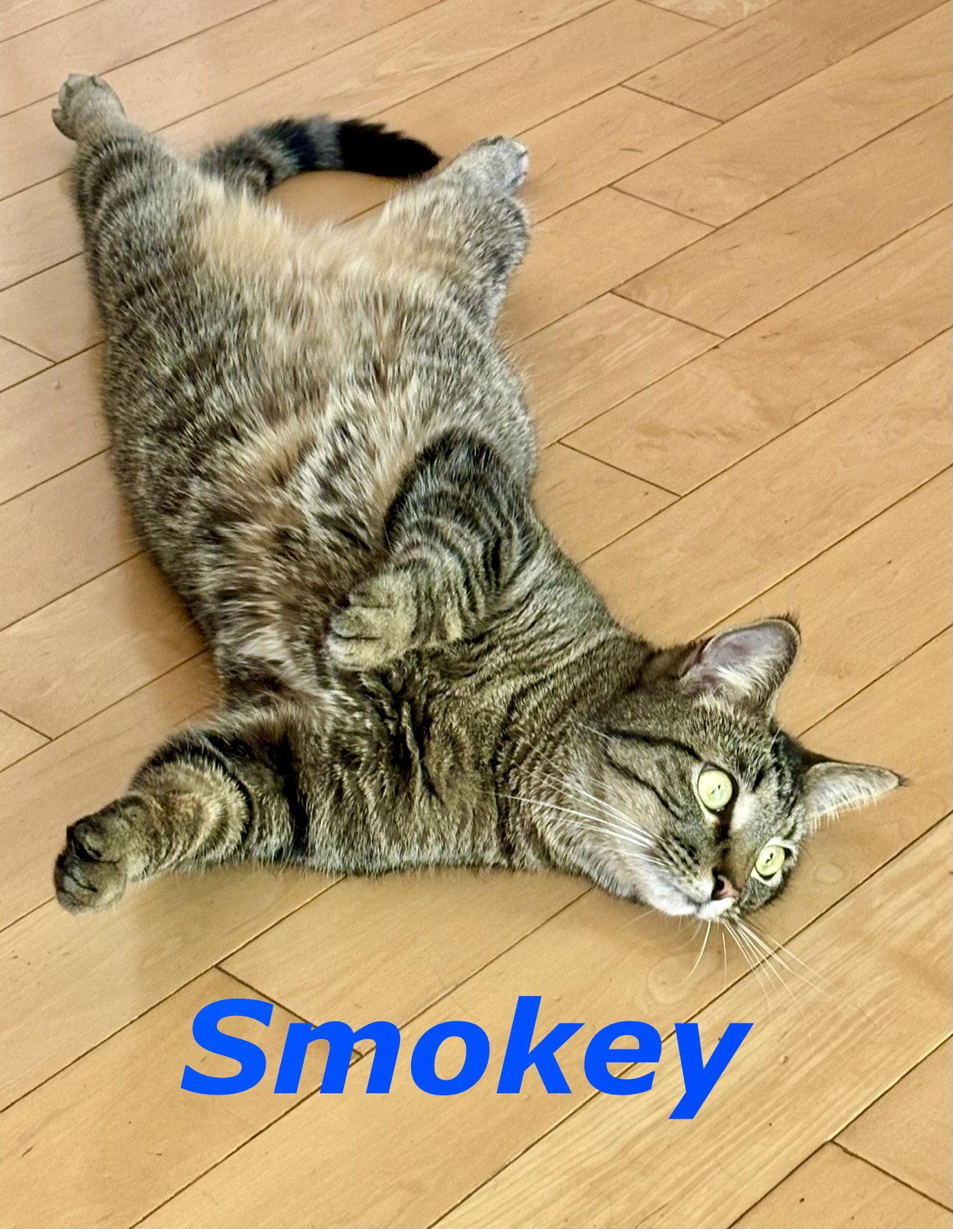 Smokey (Bonded with Ollie), a Adoptable Domestic Short Hair in Reston, VA image 2/3