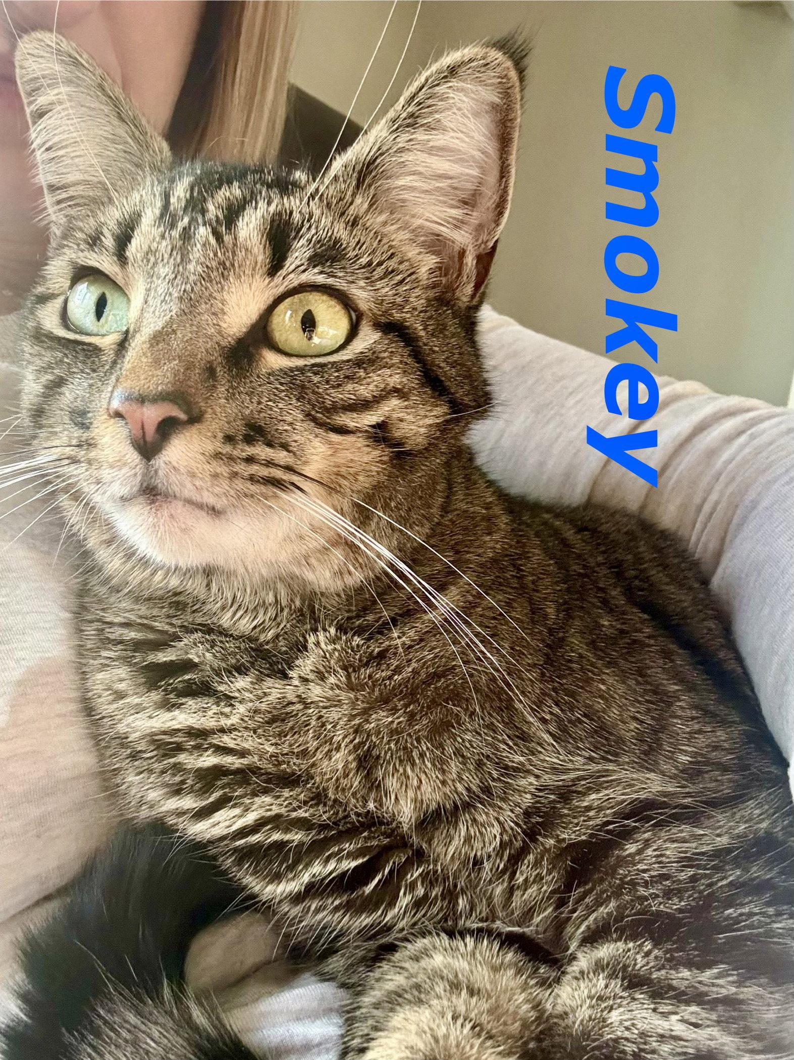 Smokey (Bonded with Ollie), a Adoptable Domestic Short Hair in Reston, VA image 3/3