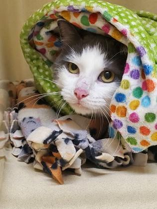 Marilyn, Adoptable, Adult Female Domestic Short Hair & Domestic Short Hair.