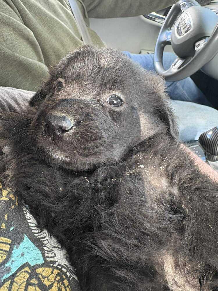 Layla, Adoptable, Puppy Female Retriever.