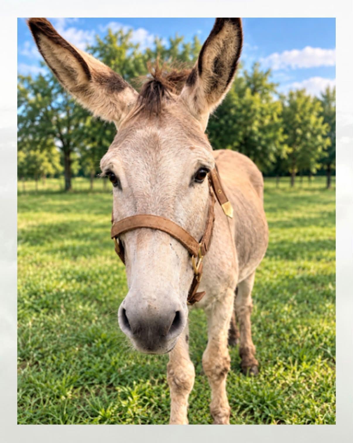 Waylan, Adoptable, Adult Male Donkey.