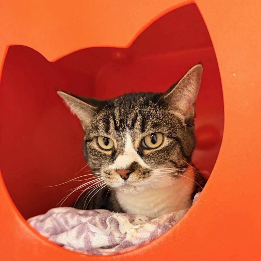 Desi, Adoptable, Adult Female Domestic Short Hair.