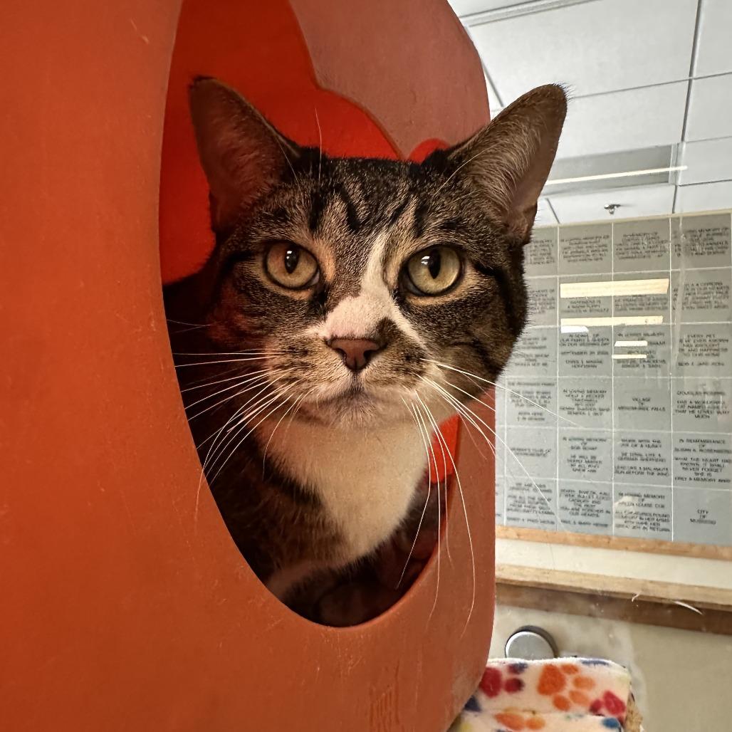 Enlarge Desi, a Adoptable Domestic Short Hair in Waukesha, WI image 2/3