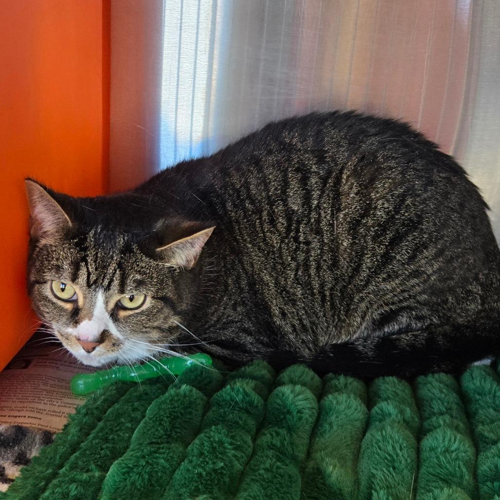 Enlarge Desi, a Adoptable Domestic Short Hair in Waukesha, WI image 2/2