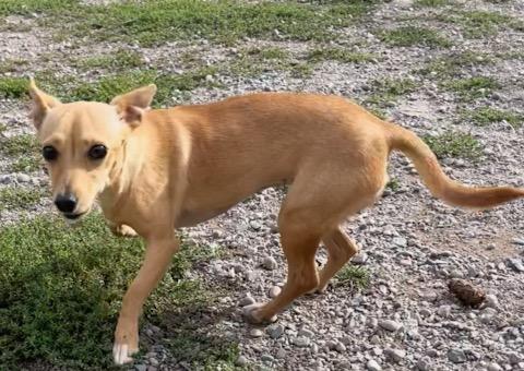 Enlarge Melody, a Adopted mixed breed in Polson, MT image 3/6