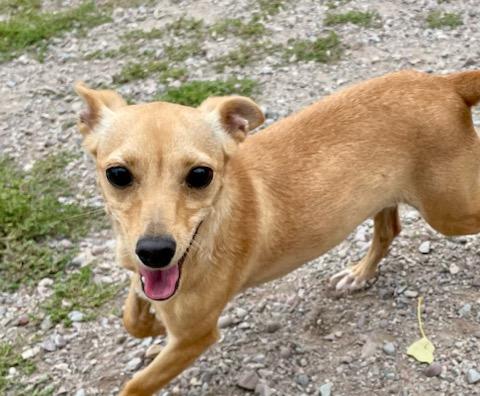 Enlarge Melody, a Adopted mixed breed in Polson, MT image 5/6