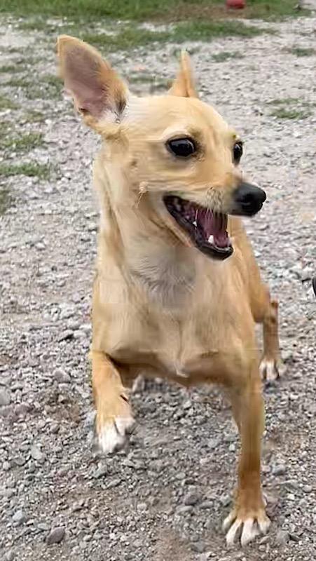 Enlarge Melody, a Adopted mixed breed in Polson, MT image 4/6