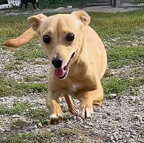 Melody, Adopted, Young Female Chihuahua & Miniature Pinscher.