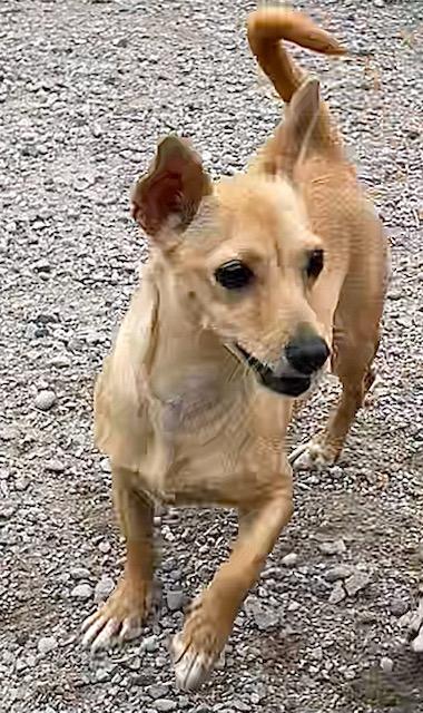 Enlarge Melody, a Adopted mixed breed in Polson, MT image 6/6