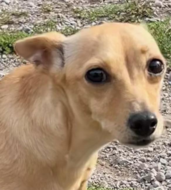 Enlarge Melody, a Adopted mixed breed in Polson, MT image 2/6