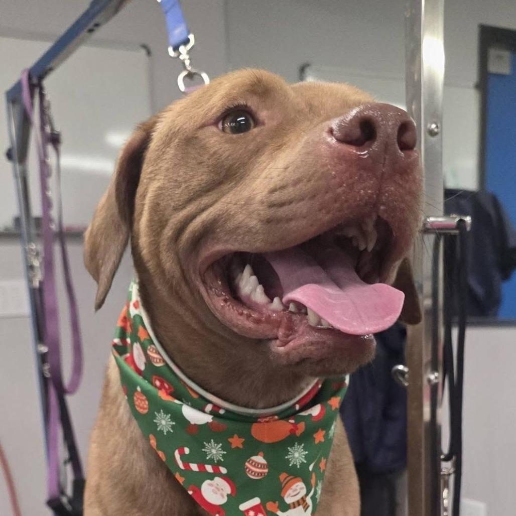 Buddy - 011901U, Adoptable, Adult Male Pit Bull Terrier.