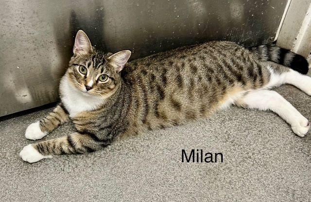 Enlarge Milan , an adopted Tabby in Tustin, CA image 1/4