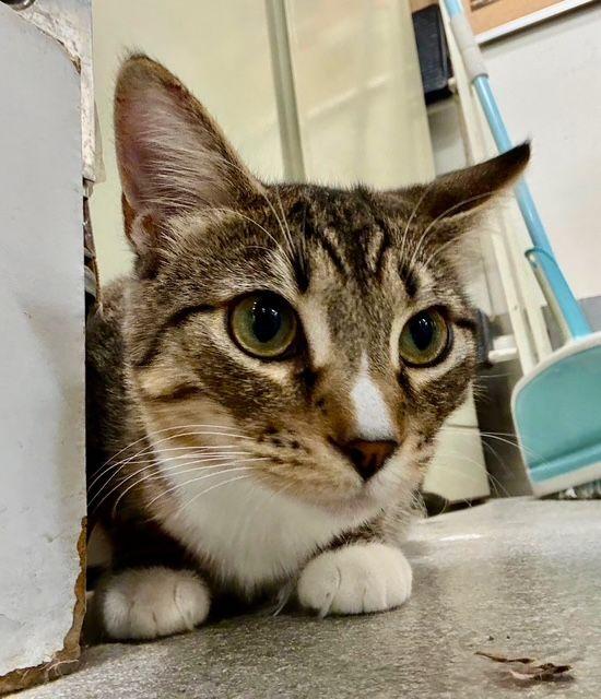 Enlarge Milan , an adopted Tabby in Tustin, CA image 2/4