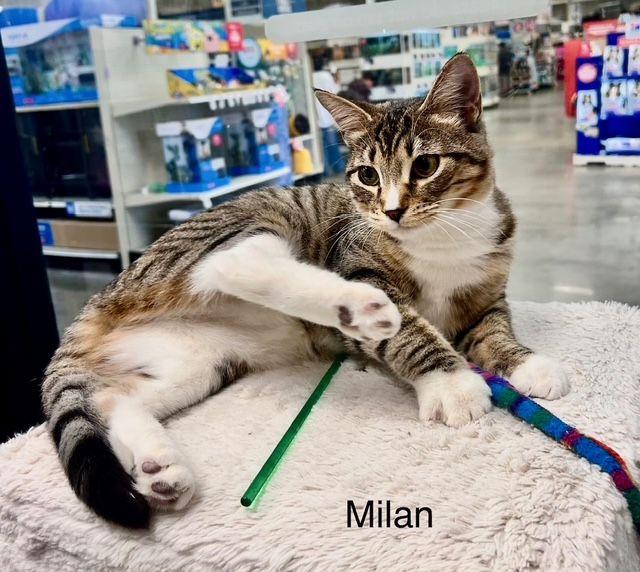 Enlarge Milan , an adopted Tabby in Tustin, CA image 4/4