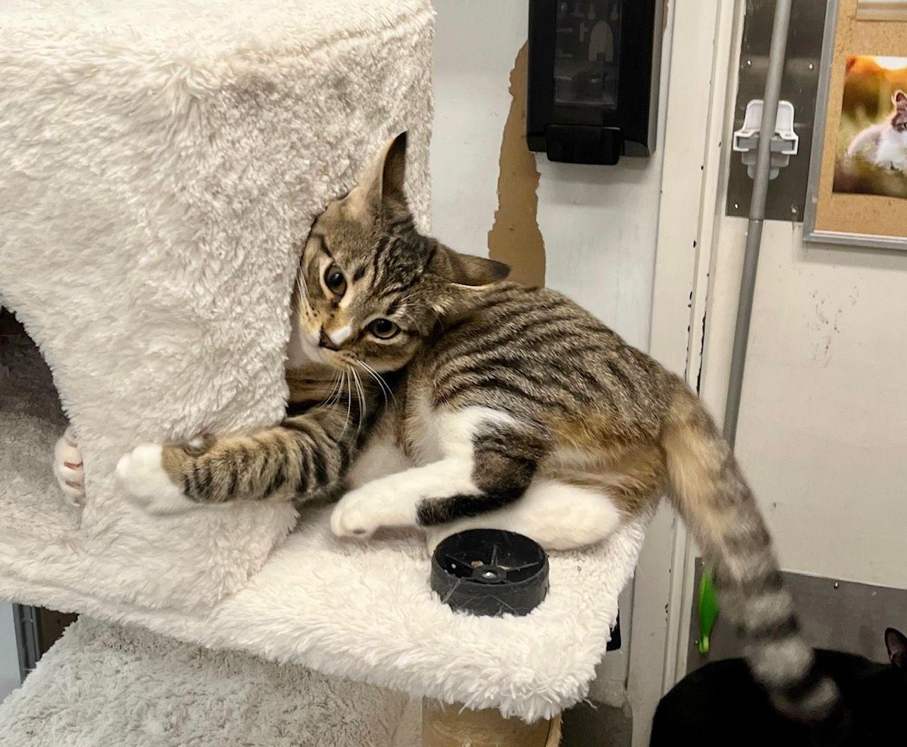 Enlarge Milan , an adopted Tabby in Tustin, CA image 3/4