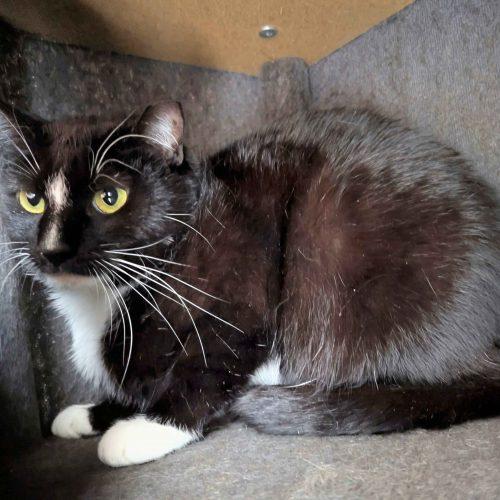 Domino, Adoptable, Adult Female Domestic Short Hair.