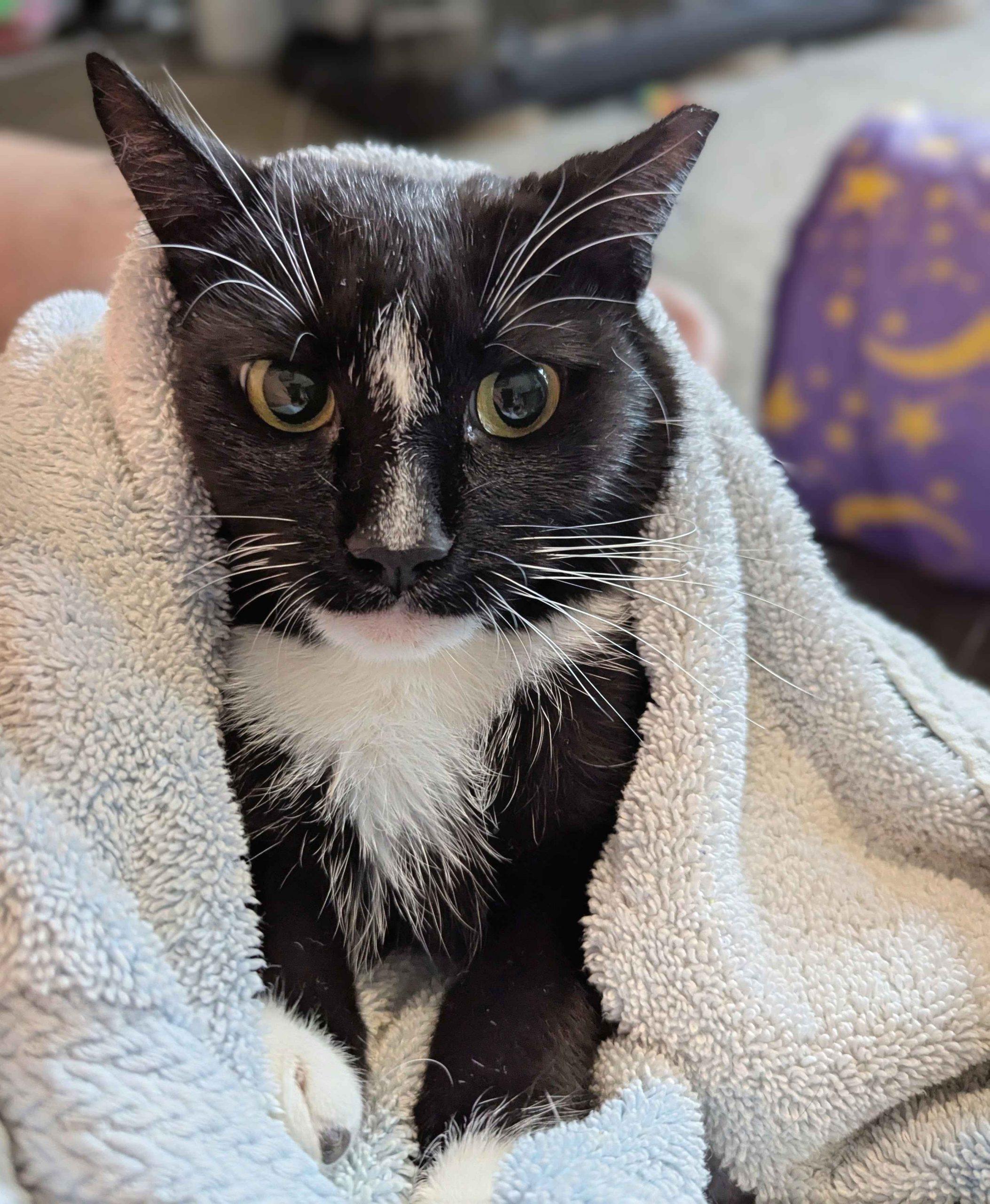 Domino, a Adoptable Domestic Short Hair in Seven Valleys, PA image 2/2