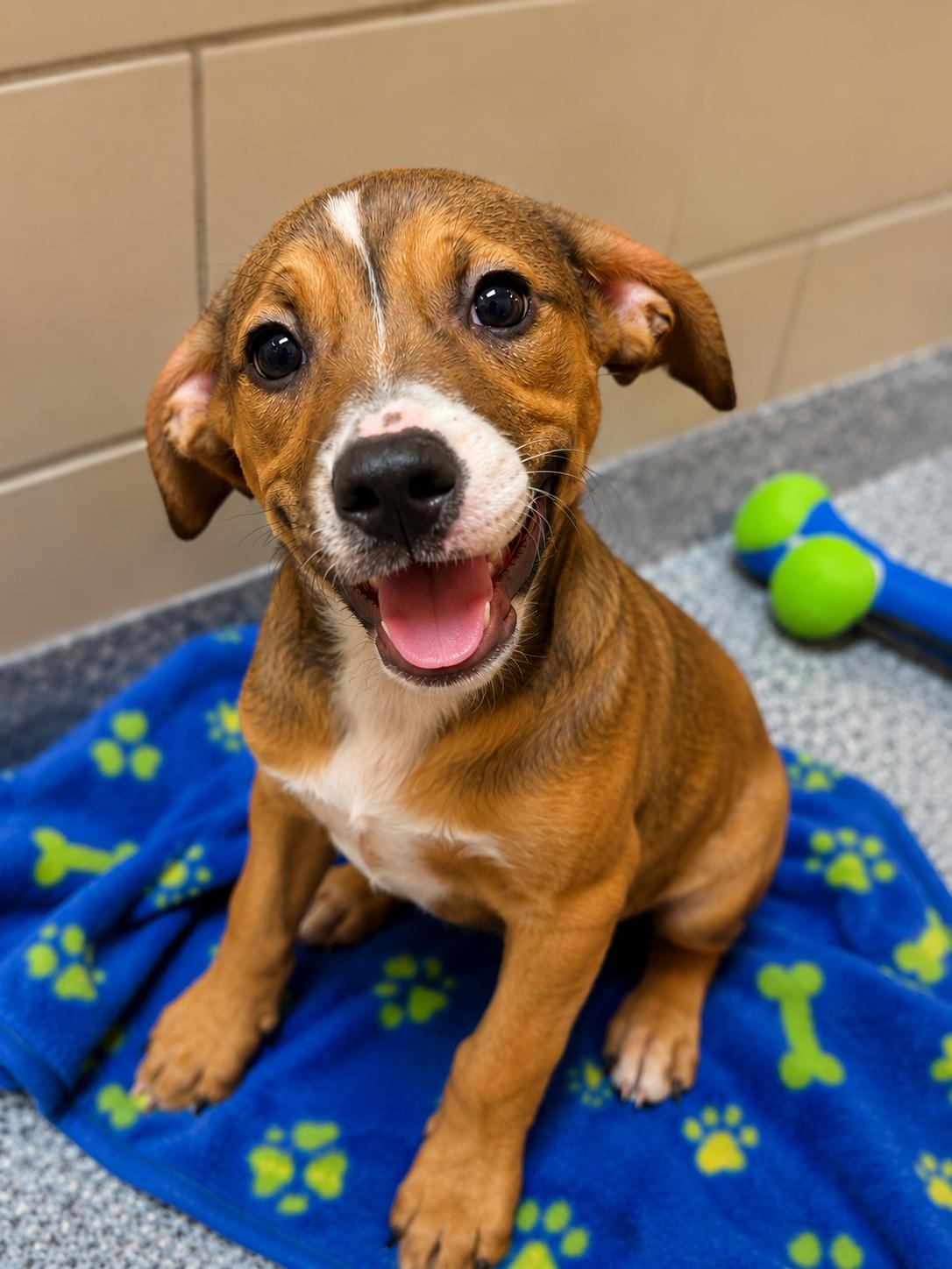 Penelope (AO36813), an adopted mixed breed in Kansas City, KS image 2/3