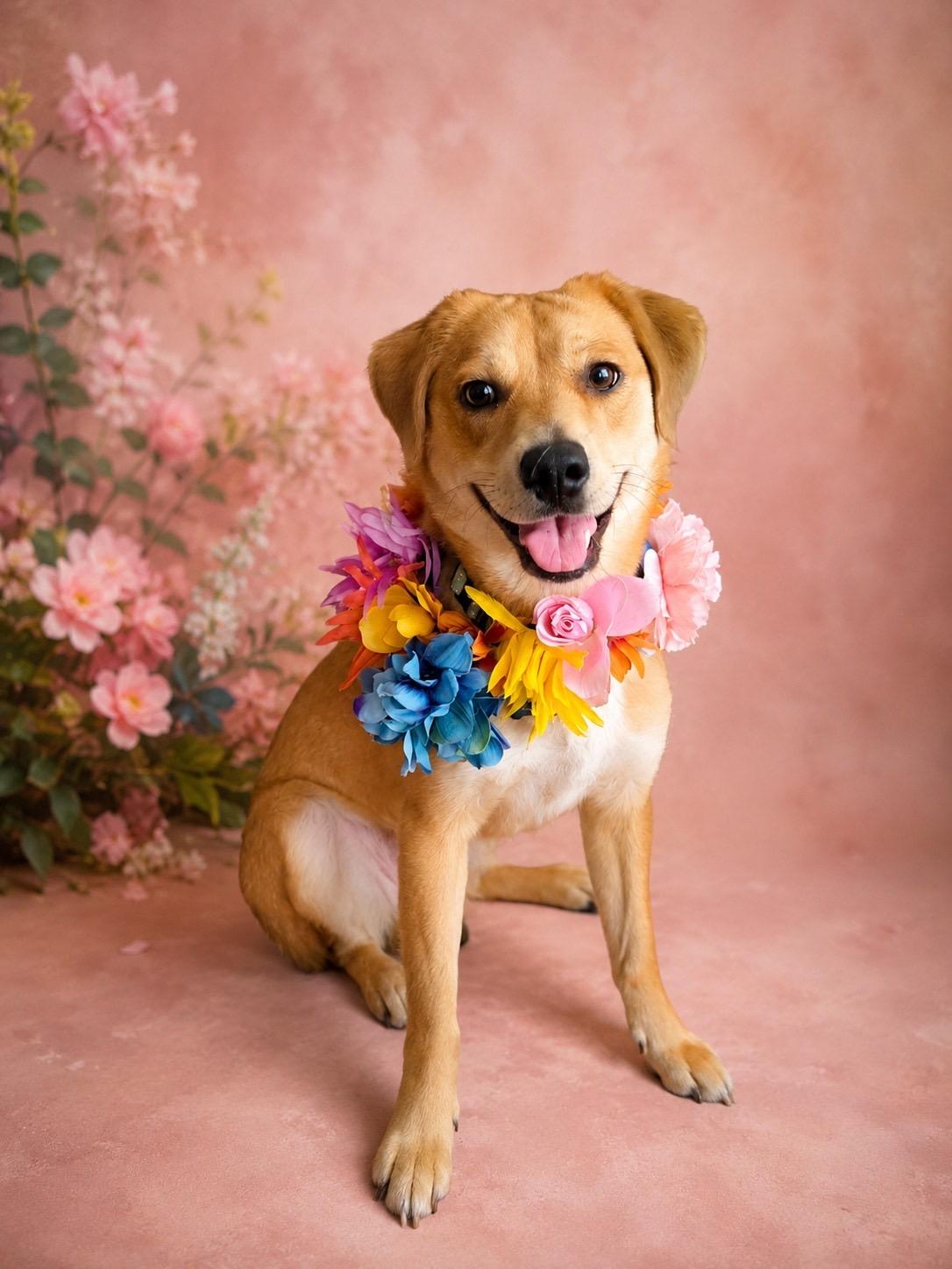 Bellarue, adopted, Adult Female Beagle & Golden Retriever.