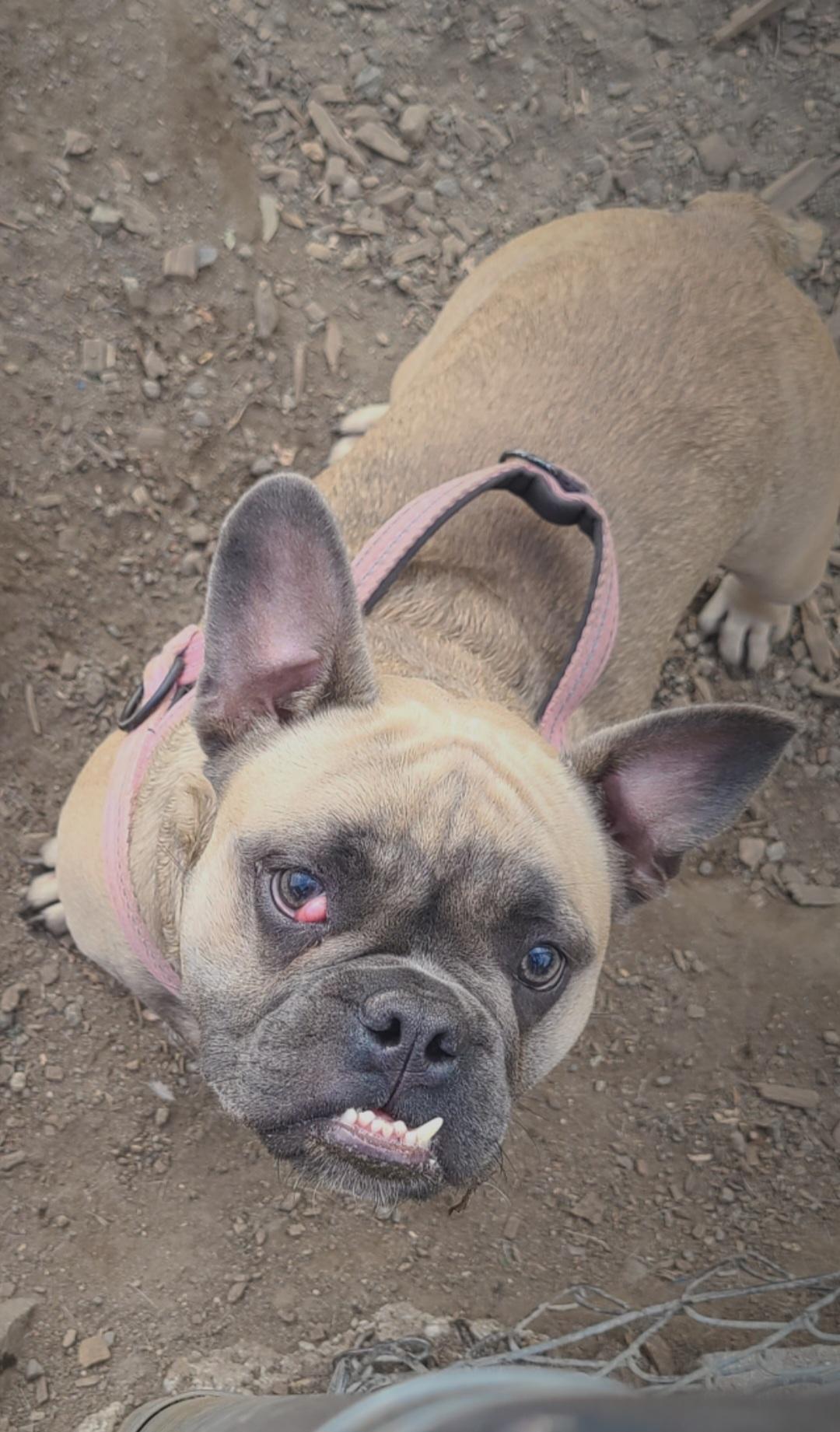Kehlanie, a Adoptable Bulldog in Ringwood, NJ image 3/6