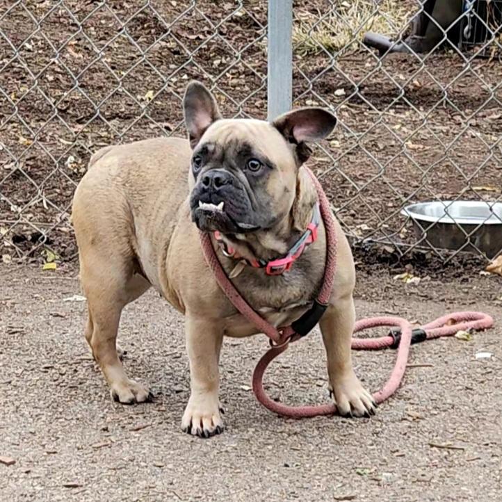 Kehlanie, a Adoptable Bulldog in Ringwood, NJ image 2/6