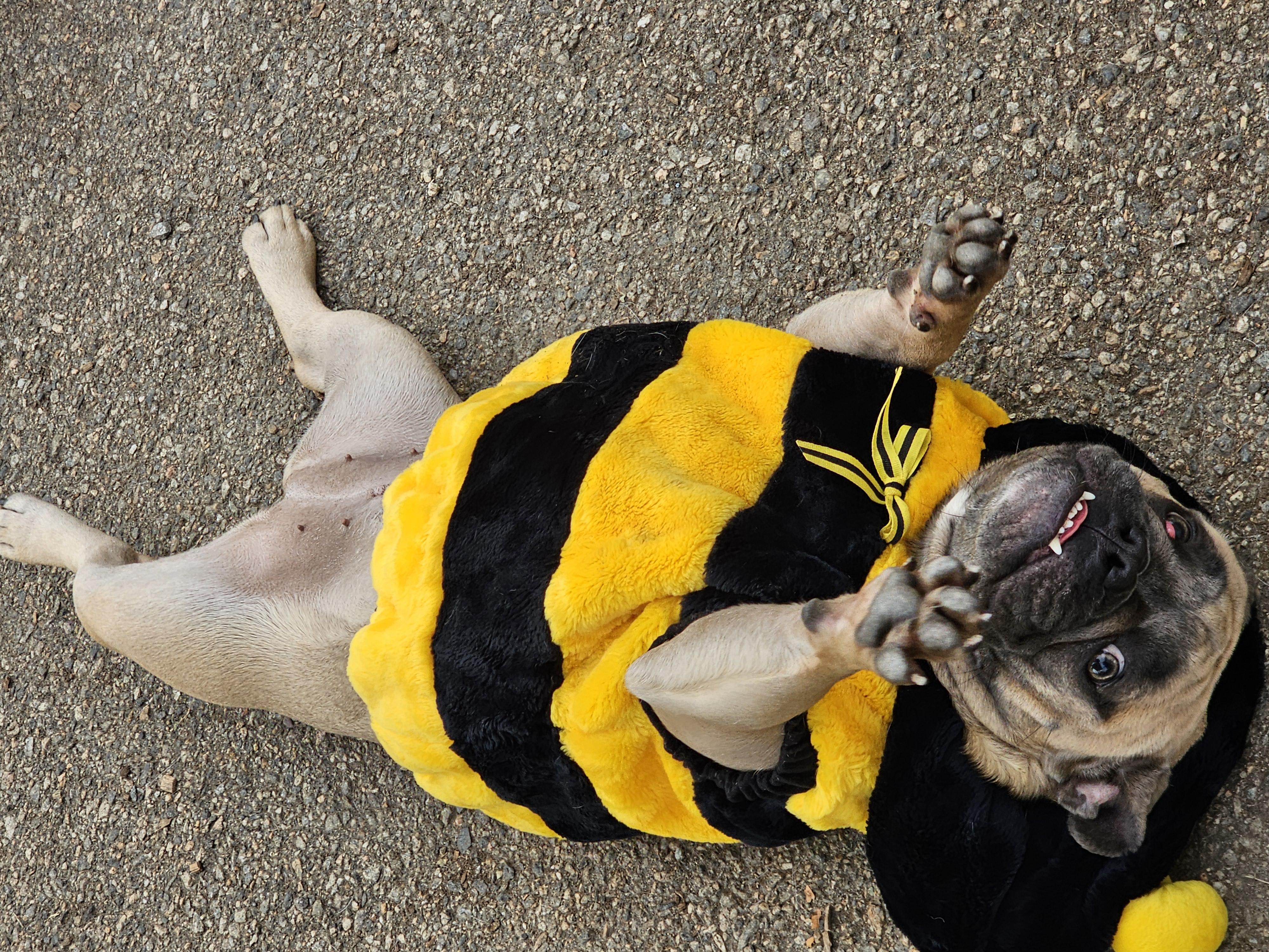 Kehlanie, a Adoptable Bulldog in Ringwood, NJ image 4/6