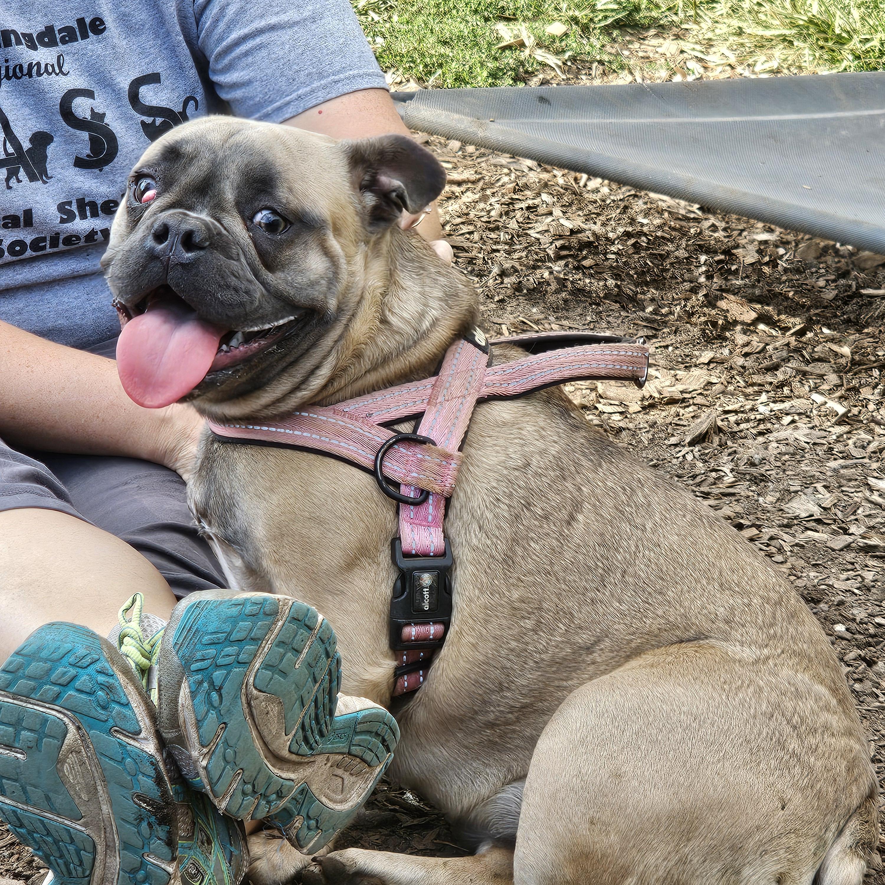 Kehlanie, a Adoptable Bulldog in Ringwood, NJ image 5/6