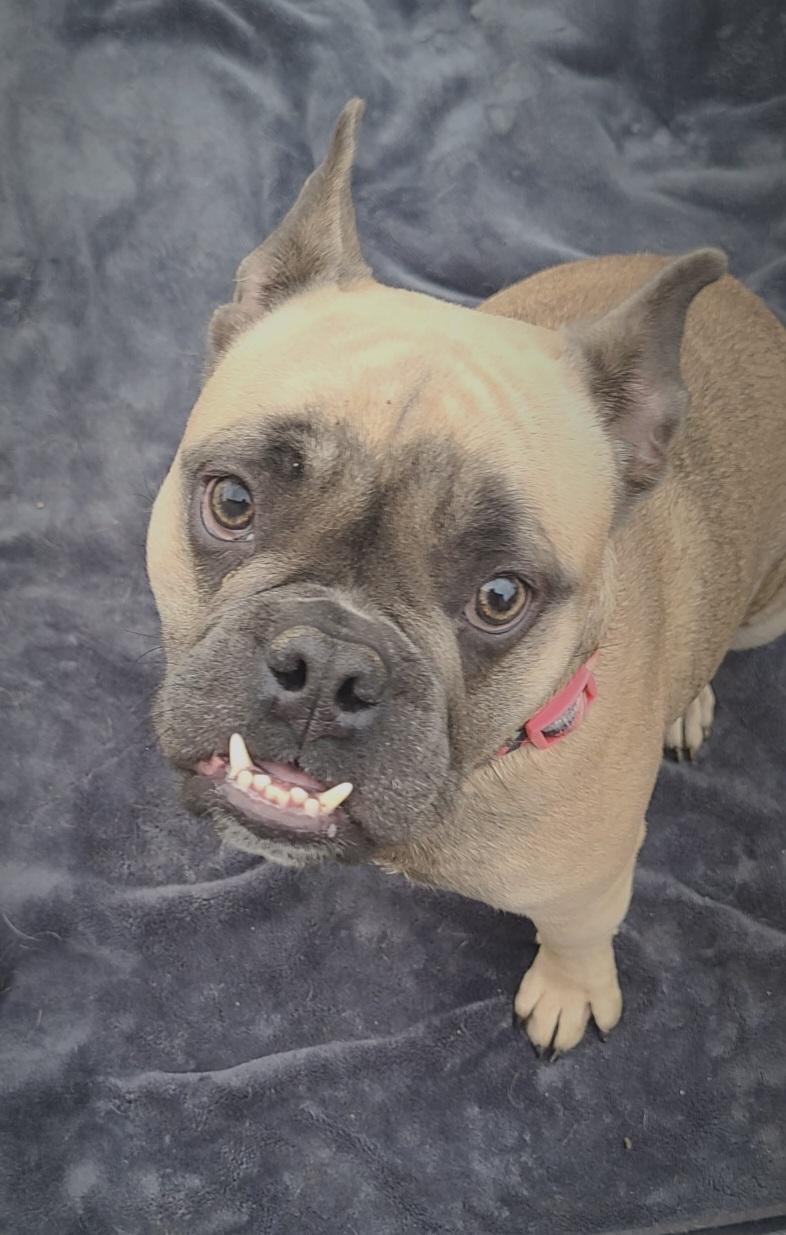 Kehlanie, Adoptable, Young Female Bulldog.