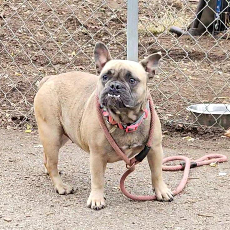 Kehlanie, a Adoptable Bulldog in Ringwood, NJ image 6/6