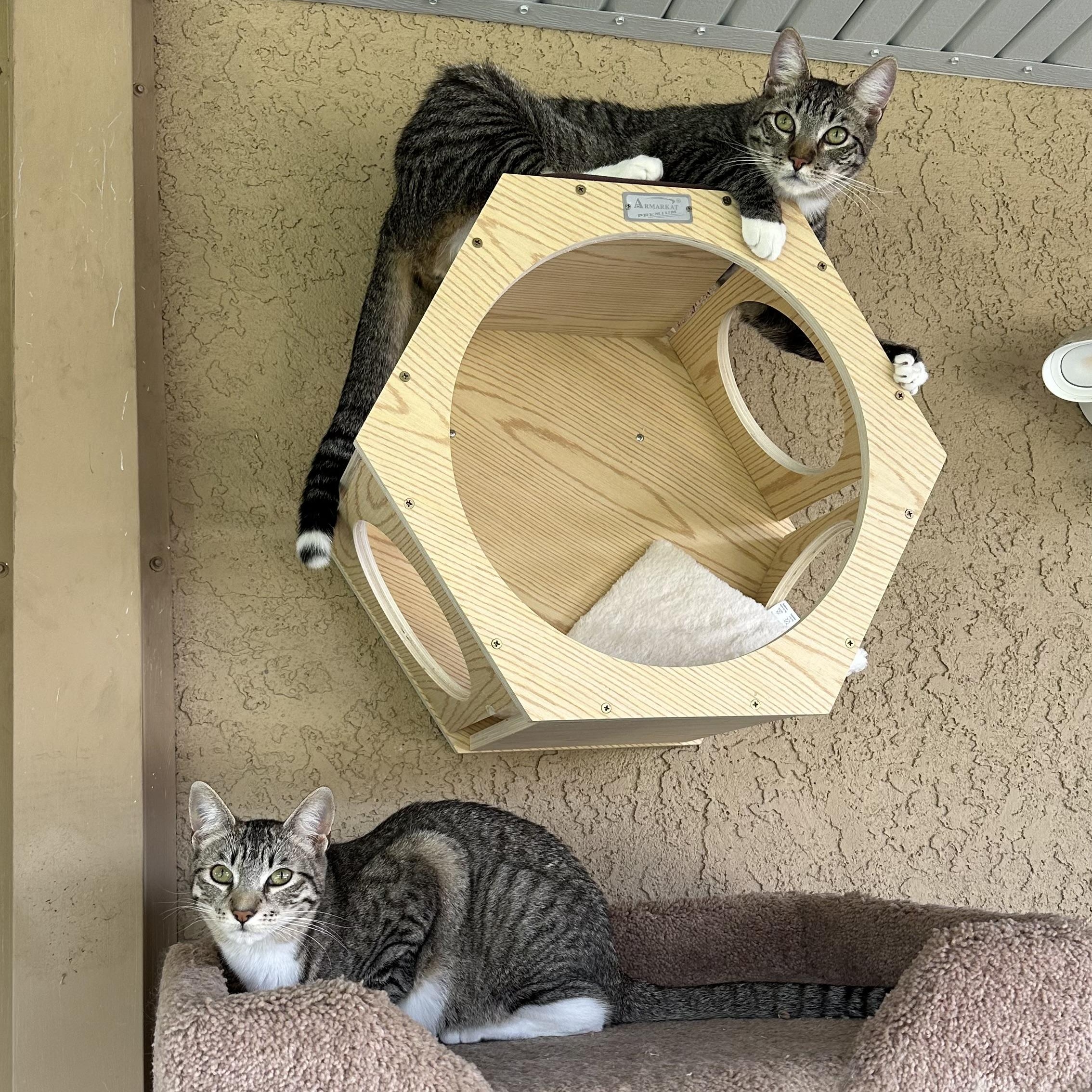 Enlarge Greta and Duke (bonded pair), a Adoptable mixed breed in Sacramento, CA image 5/6