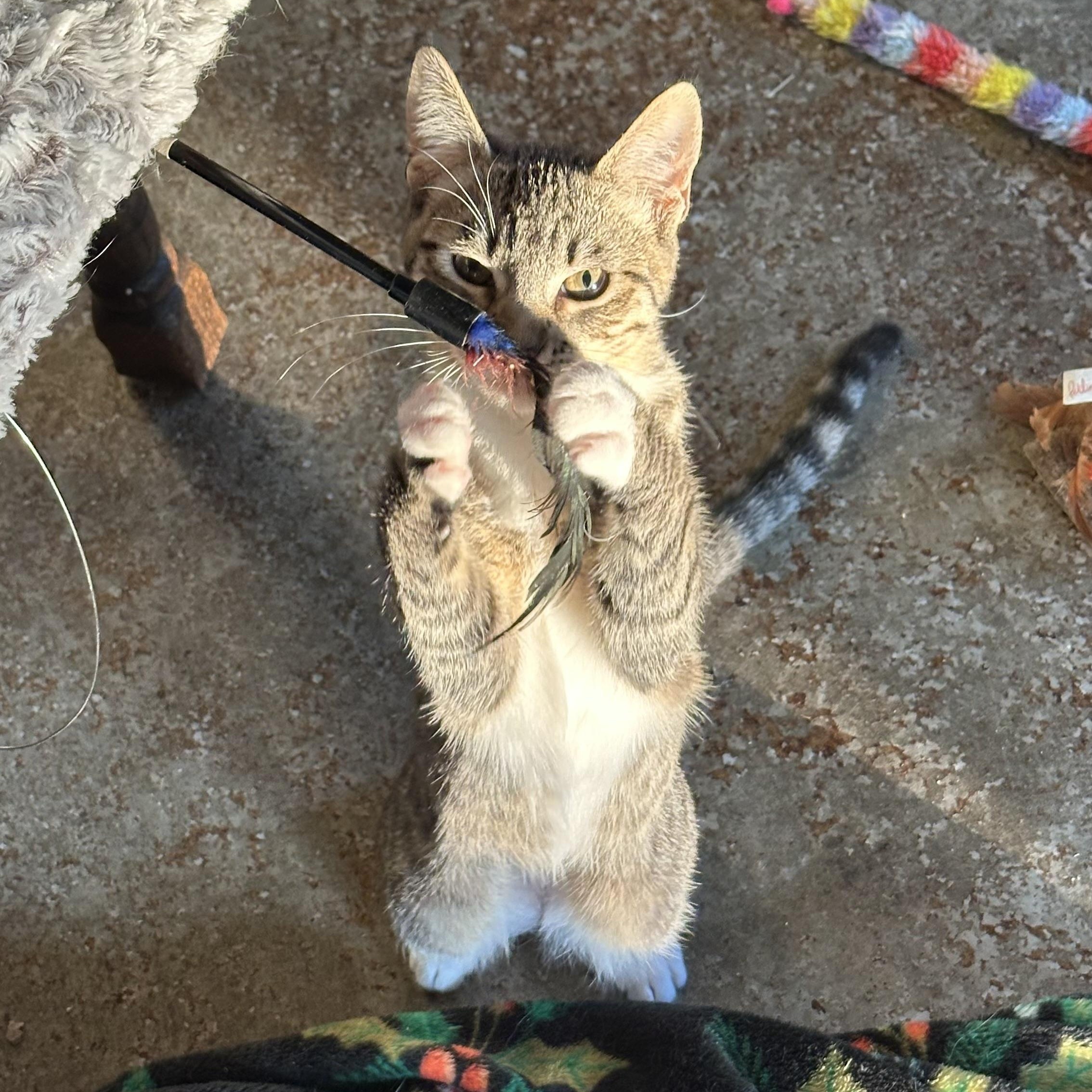 Greta and Duke (bonded pair), Adoptable, Young Female Domestic Short Hair & Tabby.